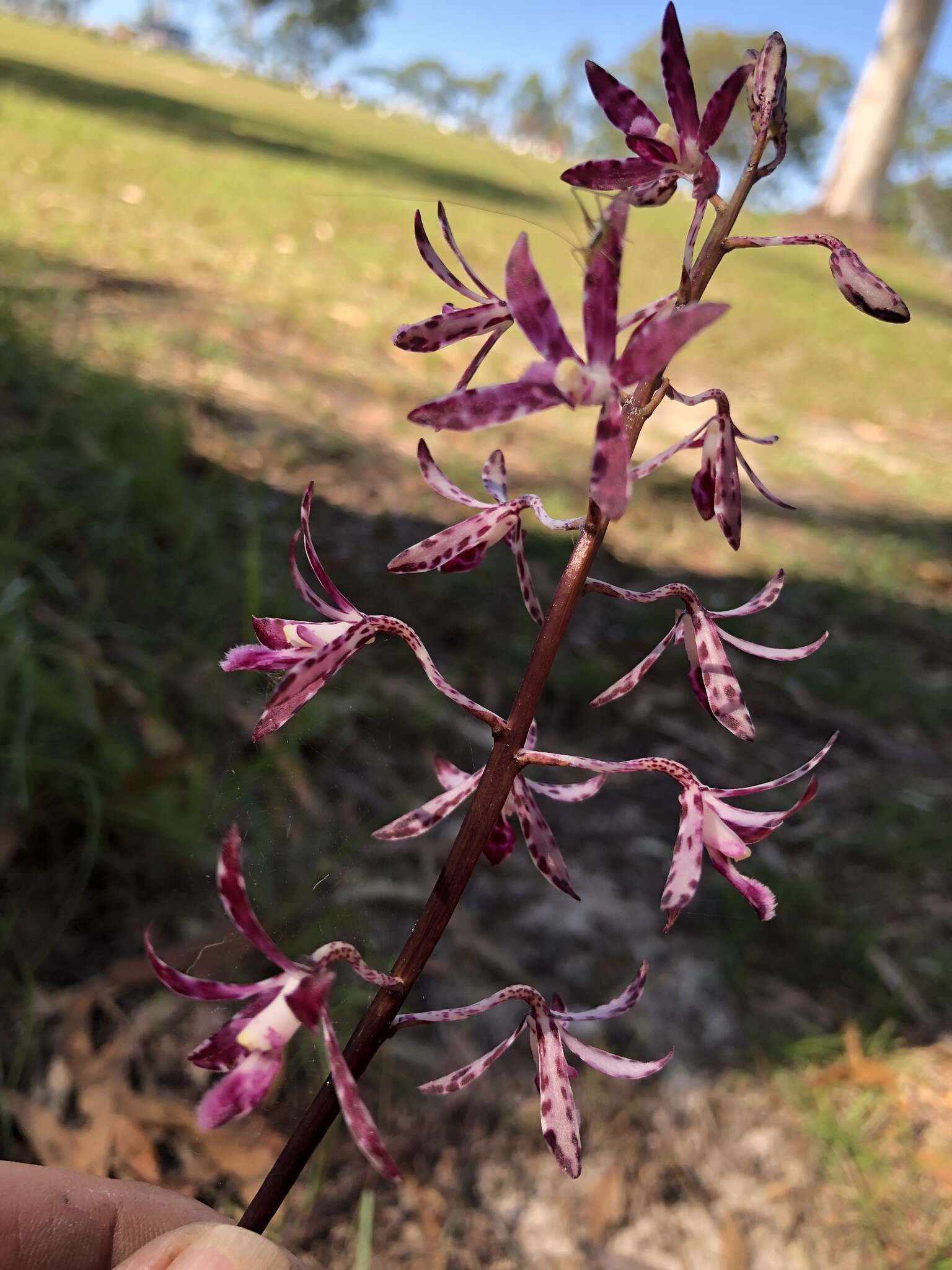 Image of Blotched hyacinth-orchid