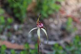 Image of Veined spider orchid