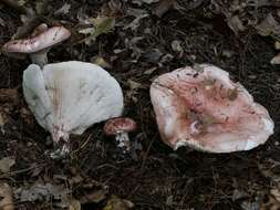 Image of Hygrophorus russula (Schaeff. ex Fr.) Kauffman 1918