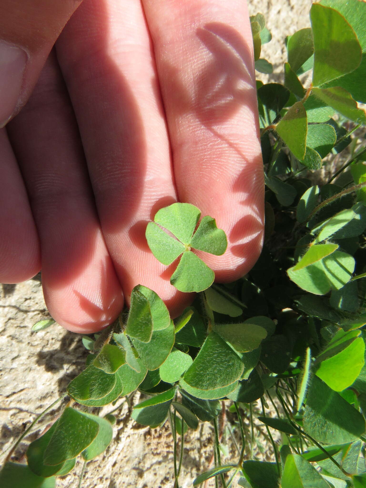 Image of hairy waterclover