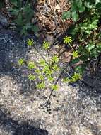 Image of southern umbrellawort