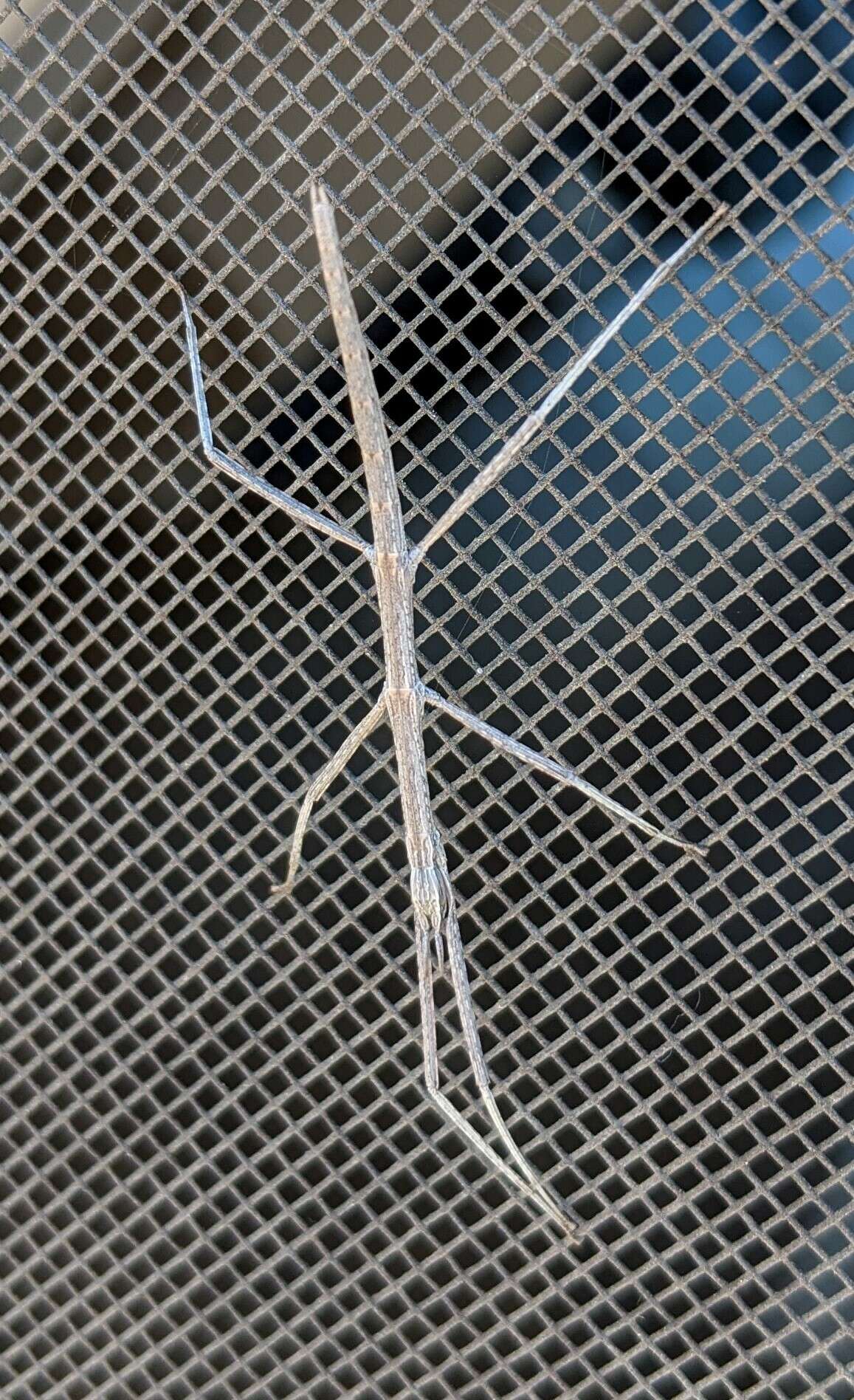 Image of Western Short-horn Walkingstick