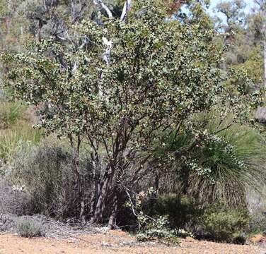 Image of Hakea prostrata R. Br.