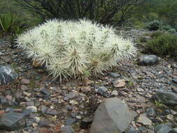 Image of thistle cholla