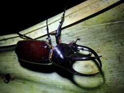 Image of Rhinoceros beetle