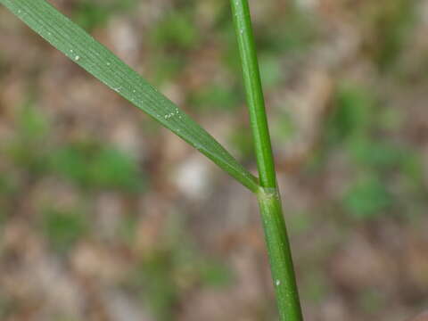 Image of variousleaf fescue