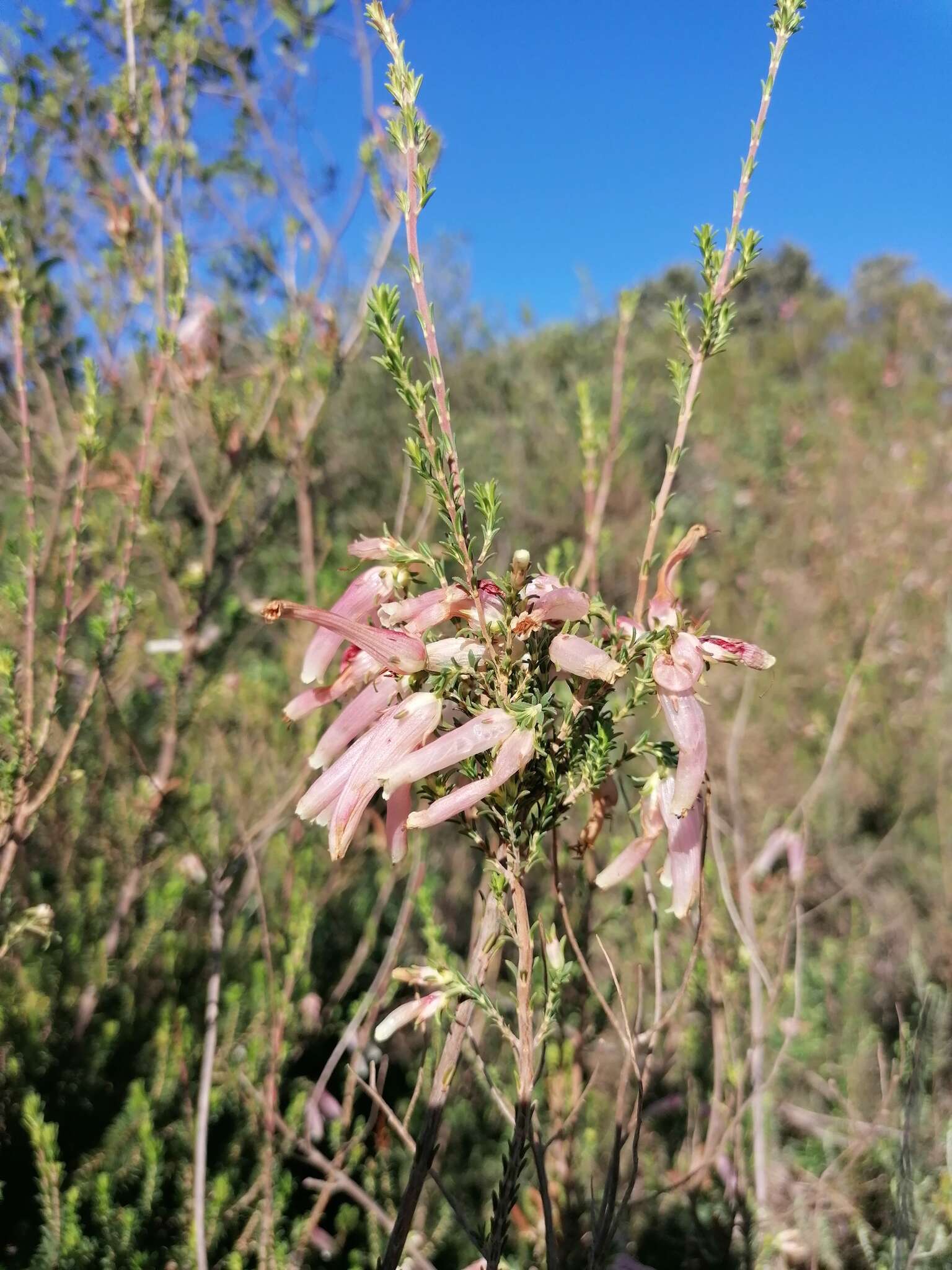 Image of Albertinia Heath