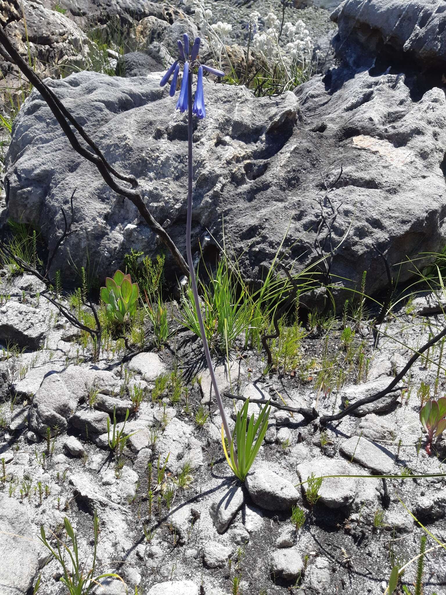 Imagem de Agapanthus walshii L. Bolus