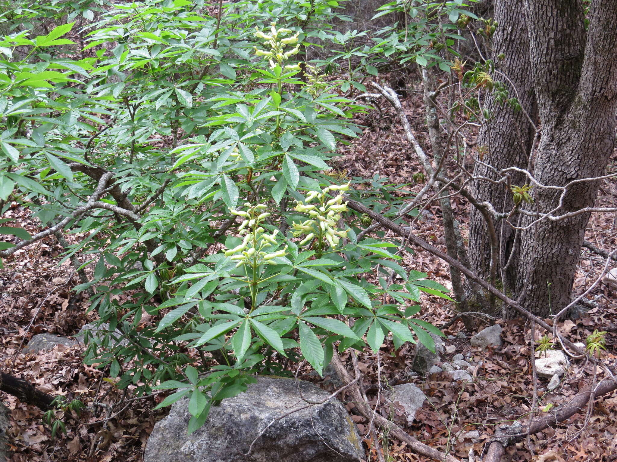 Imagem de Aesculus pavia var. flavescens (Sarg.) Correll