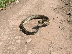 Image of Southern African Python