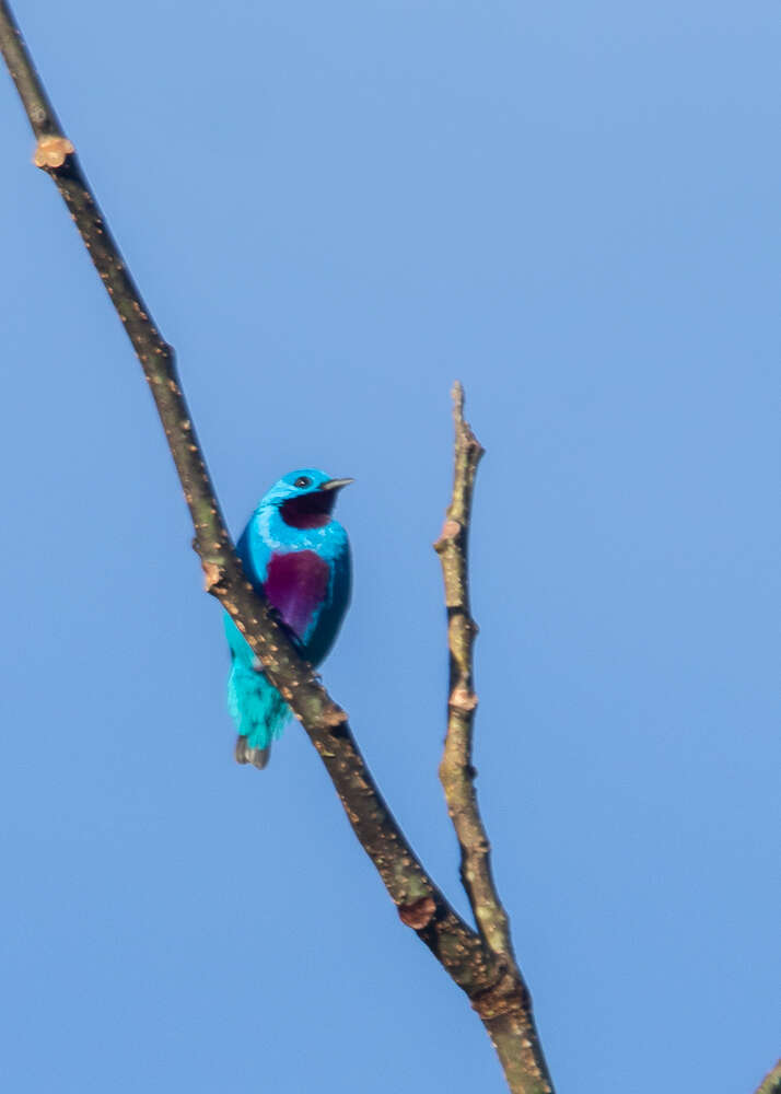 Image of Turquoise Cotinga