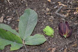 Image de Sapranthus violaceus (Dunal) Saff.