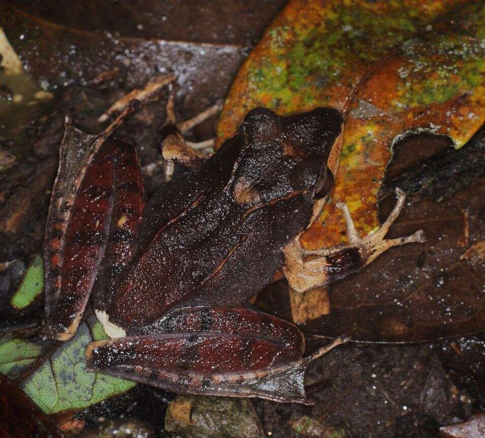 Image of Common Madagascar Frog