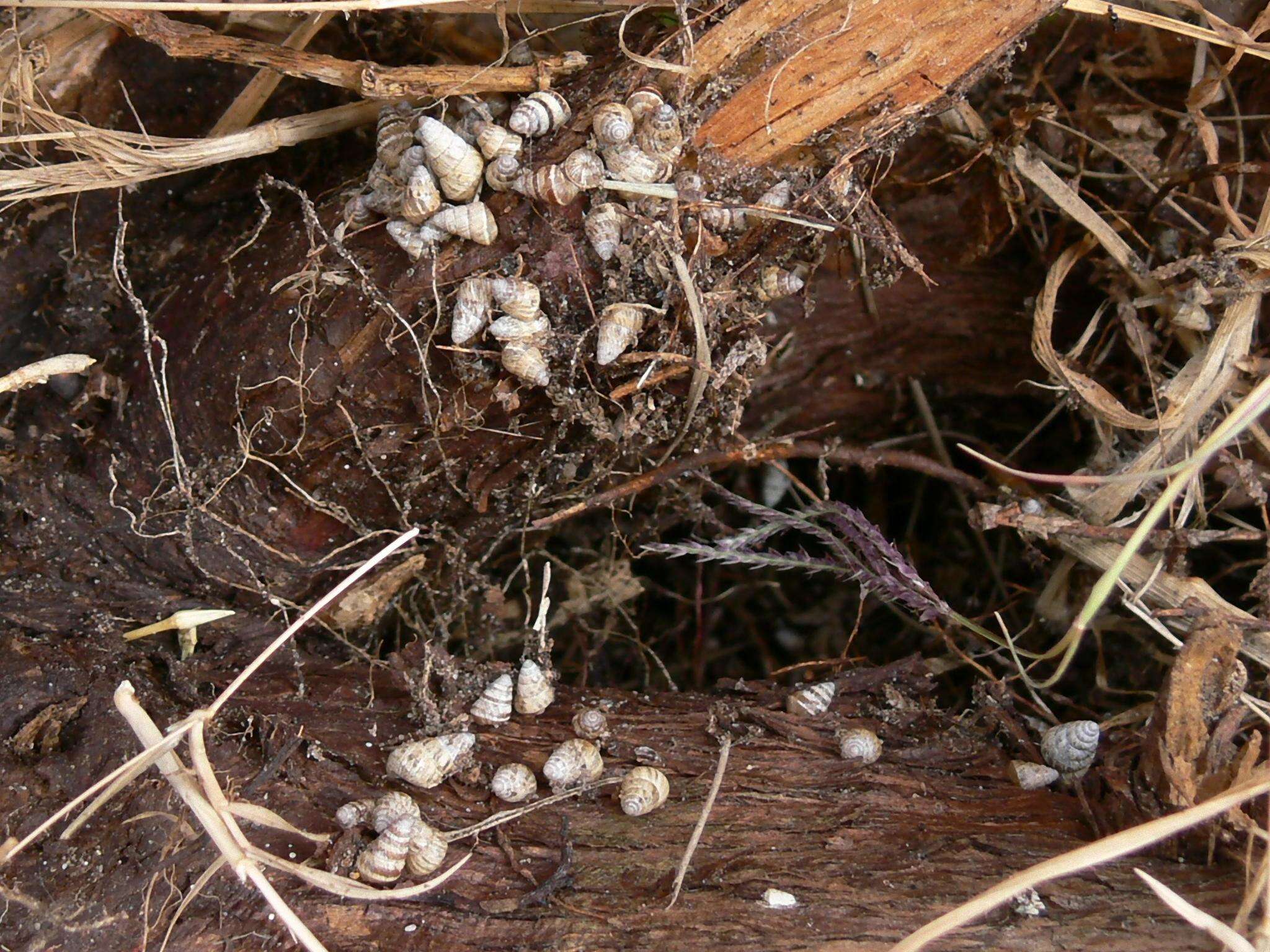 Image of Potbellied helicellid