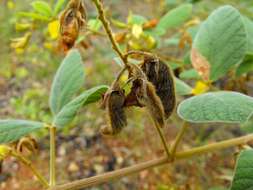 Cajanus reticulatus (Dryand.) F. Muell.的圖片