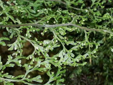 Image de Hymenophyllum pulcherrimum Col.