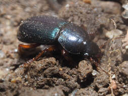 Слика од Ophonus (Hesperophonus) azureus (Fabricius 1775)