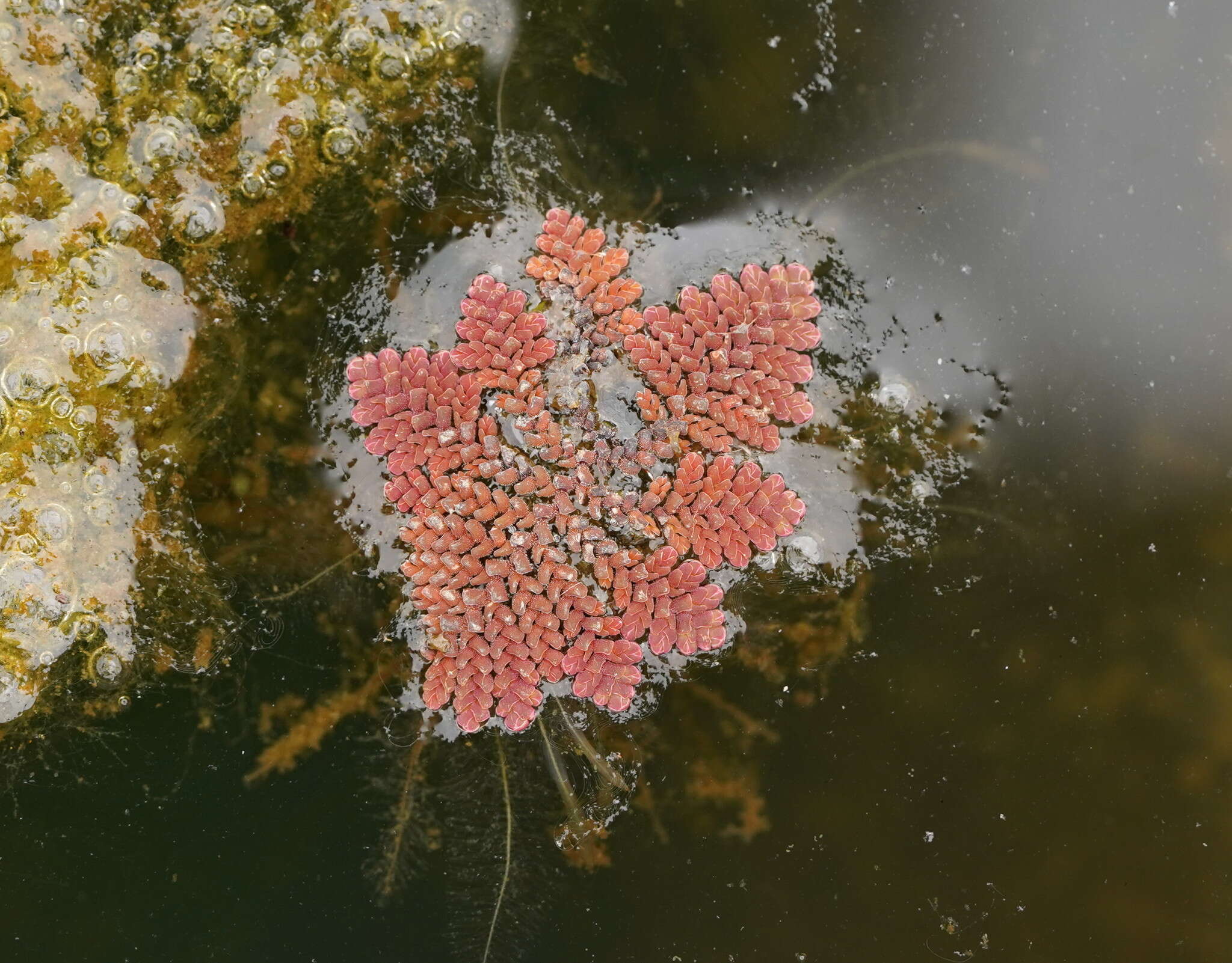 Image of feathered mosquitofern