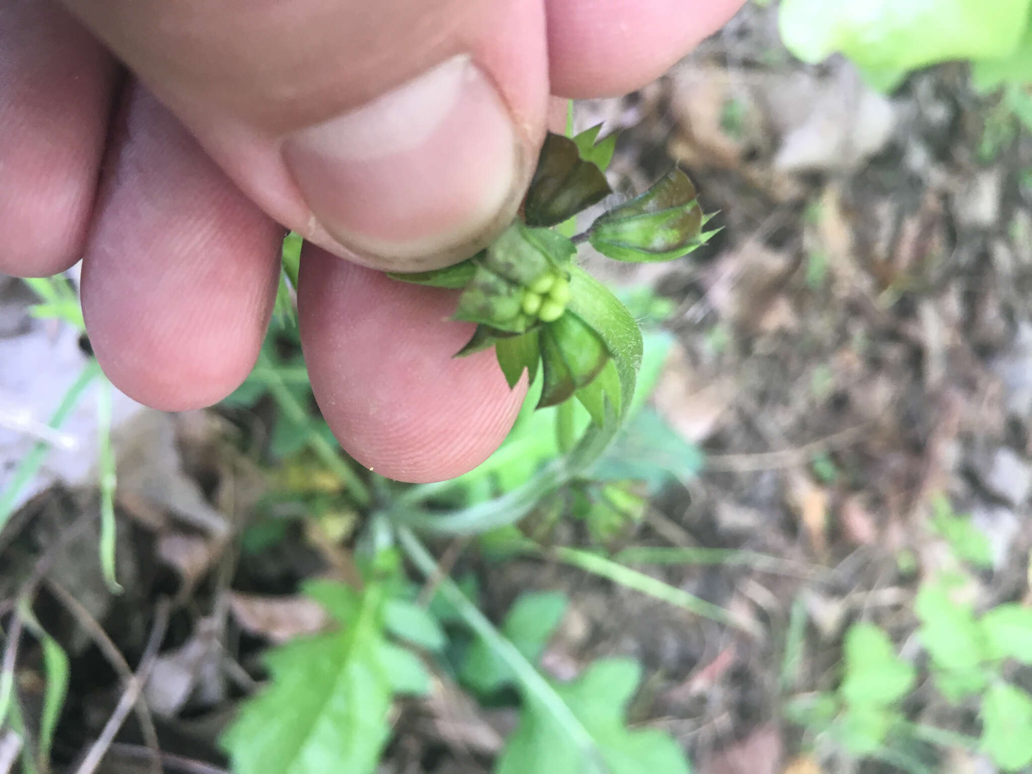 Image of lyreleaf sage