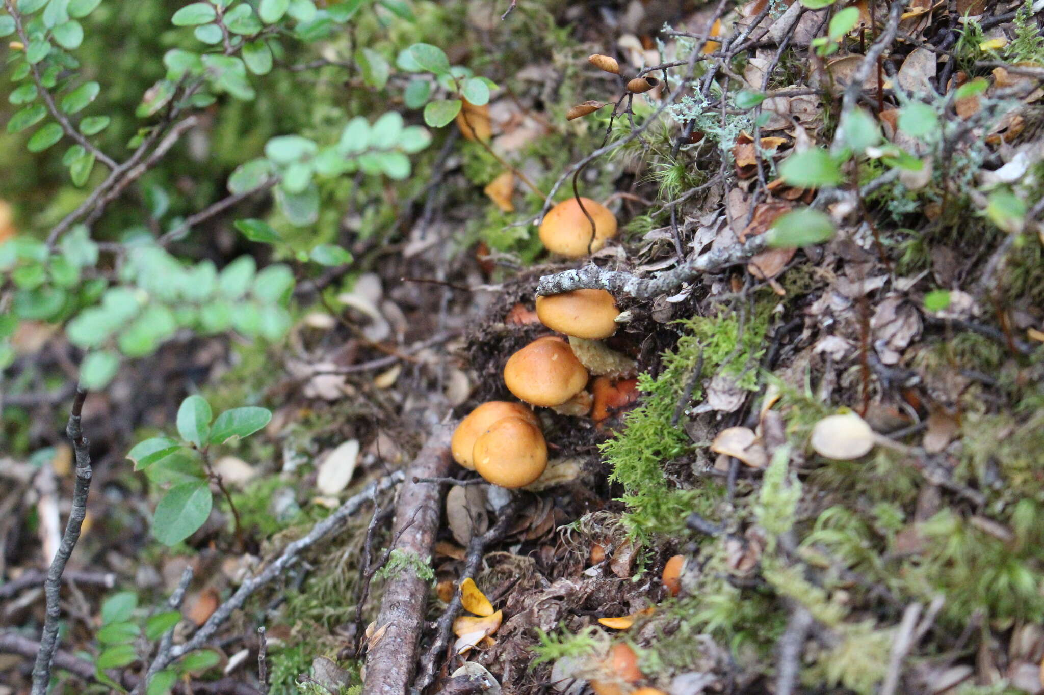 Image of Hypholoma australianum Redhead 2014