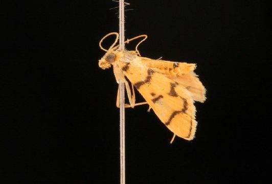 Image of <i>Dichocrocis erixantha</i> Meyrick 1886