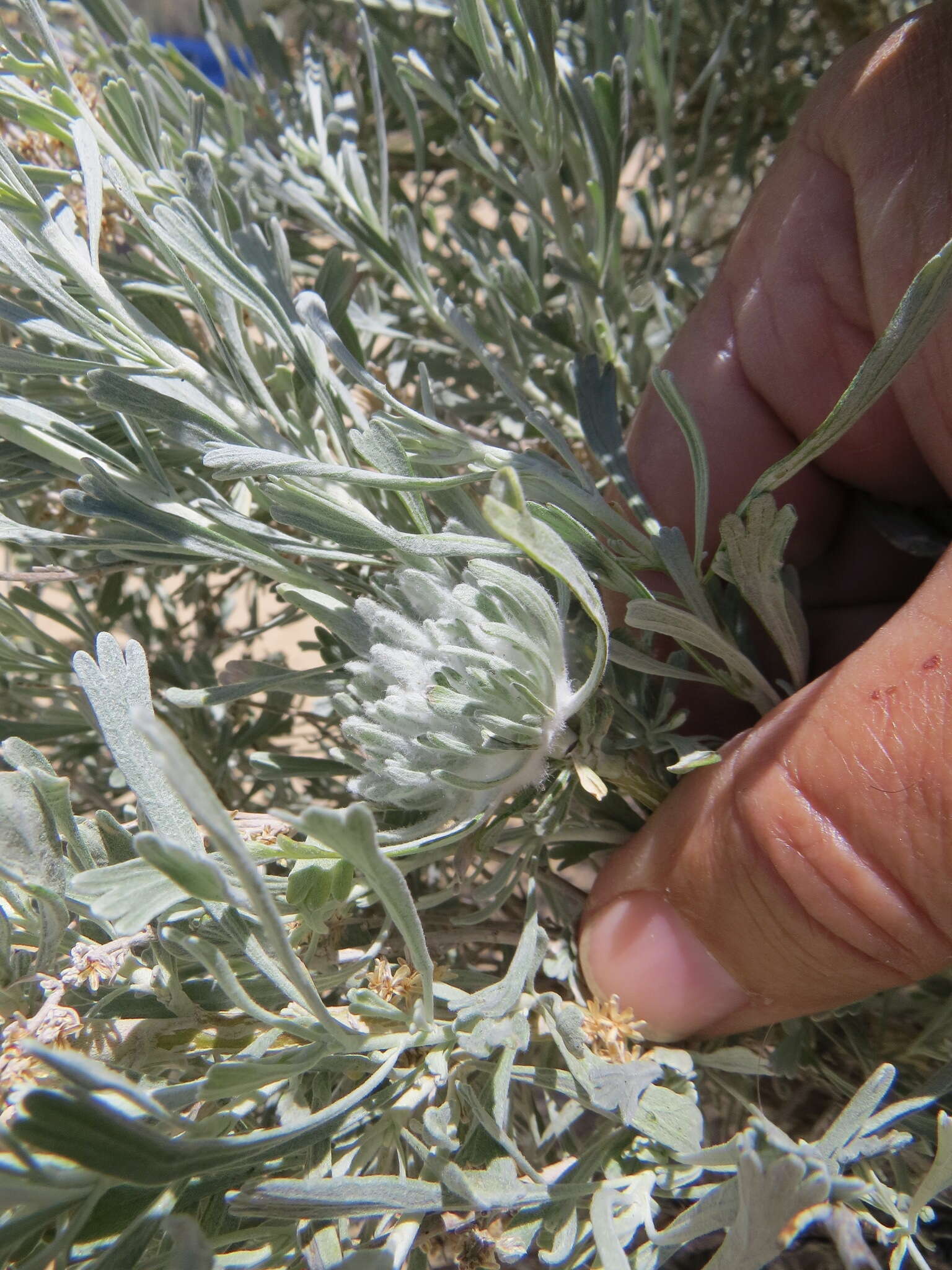 Plancia ëd Rhopalomyia anthoides Gagne 1983