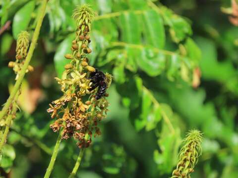 Plancia ëd Xylocopa mordax Smith 1874