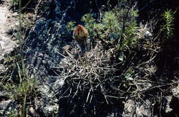 Image de Echinopsis aurea Britton & Rose