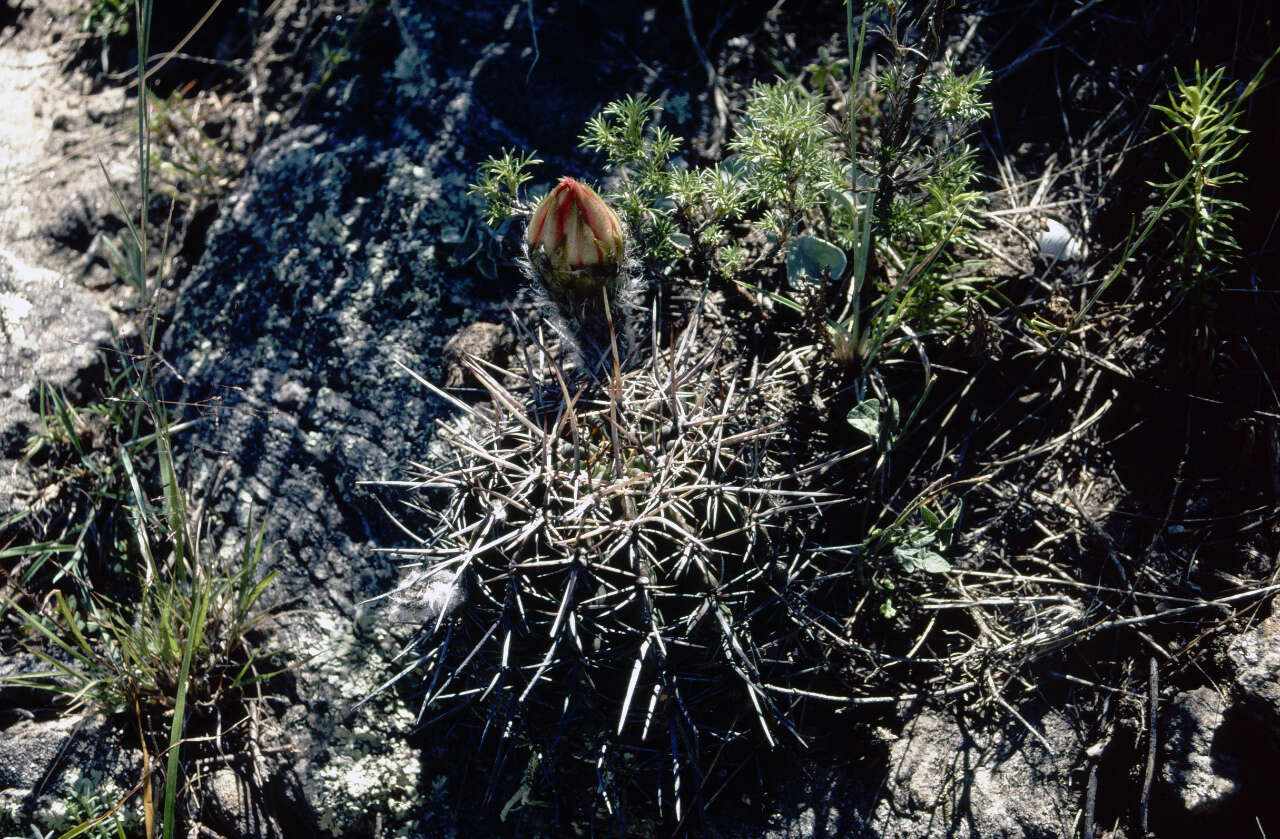 Image of Echinopsis aurea Britton & Rose