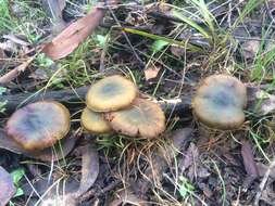 Image of Cortinarius austrovenetus Cleland 1928