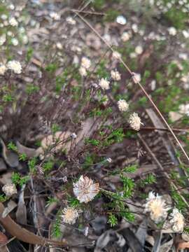 Image of Helichrysum calvertianum F. Müll.