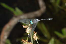 Image of Micrathyria catenata Calvert 1909