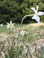 Narcissus poeticus subsp. poeticus resmi