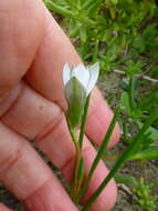 Image of Romulea flava var. flava