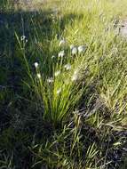 Image of alpine bulrush