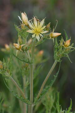 Image of Rusby's blazingstar