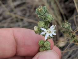 Image of white prairie aster