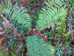 Image of Braun's hollyfern