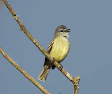 Image of White-lored Tyrannulet