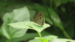 Image of Ypthima esakii Shirôzu 1960