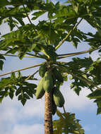 Image of papaya