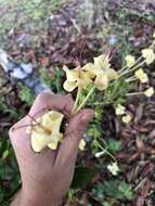 Imagem de Clerodendrum indicum (L.) Kuntze