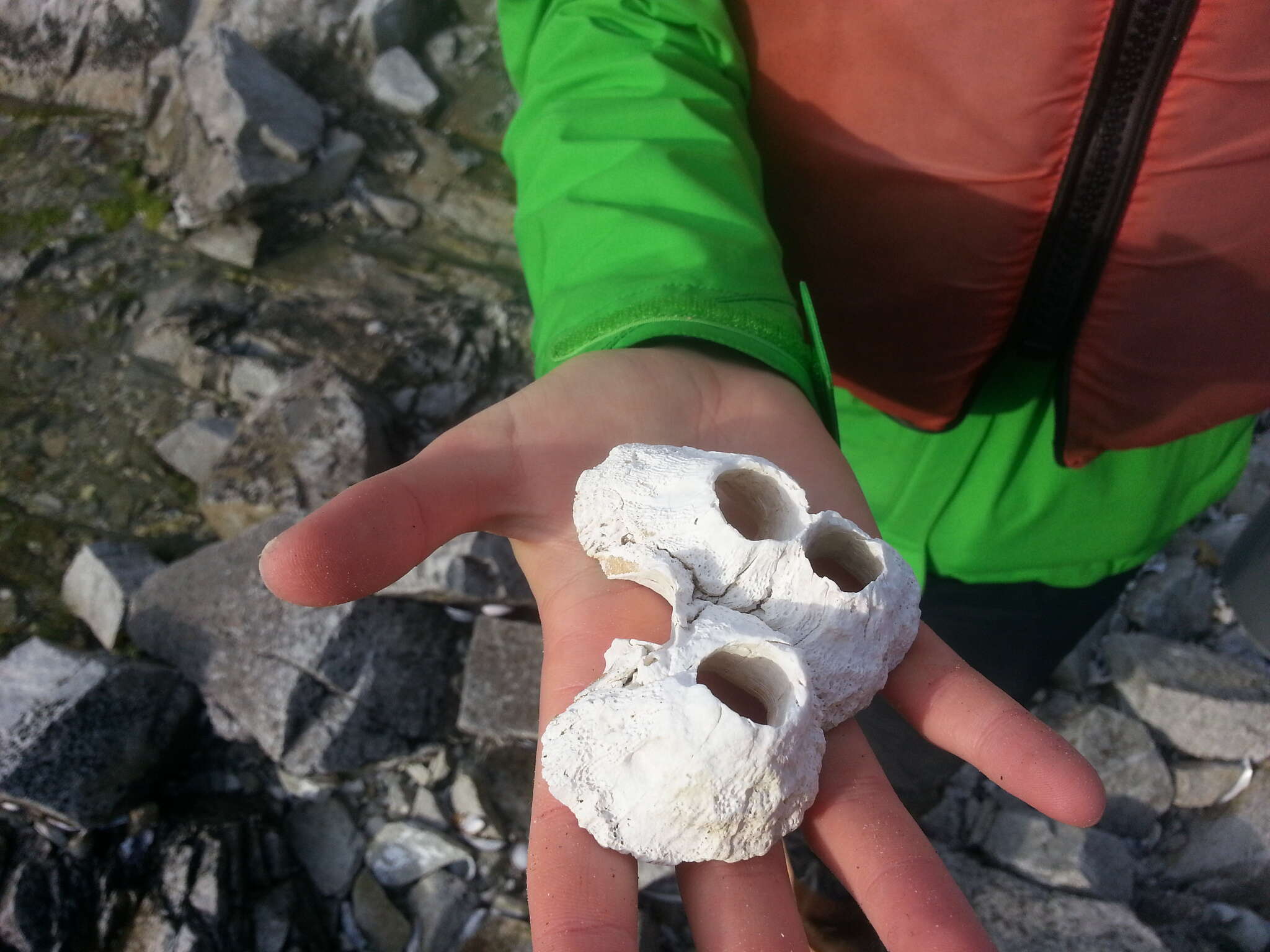 Image of Giant Acorn Barnacle