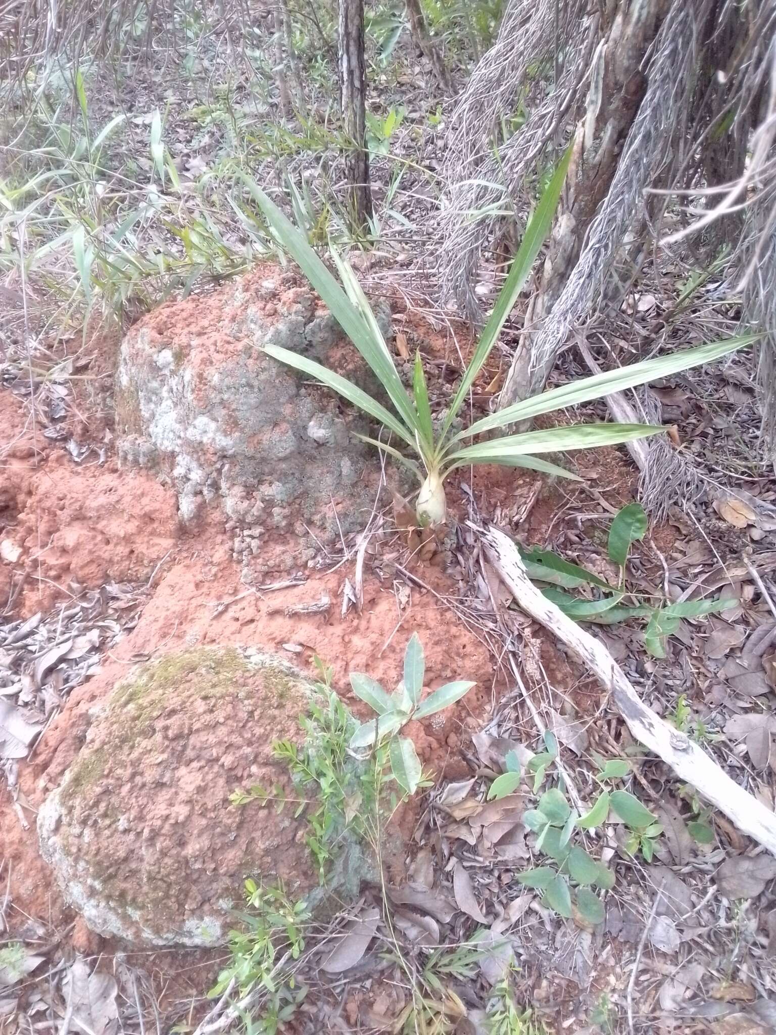 Image of Cyrtopodium eugenii Rchb. fil. & Warm.