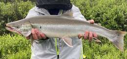 Image of Arctic Char