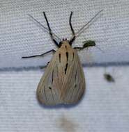 Agaraea semivitrea Rothschild 1909 resmi