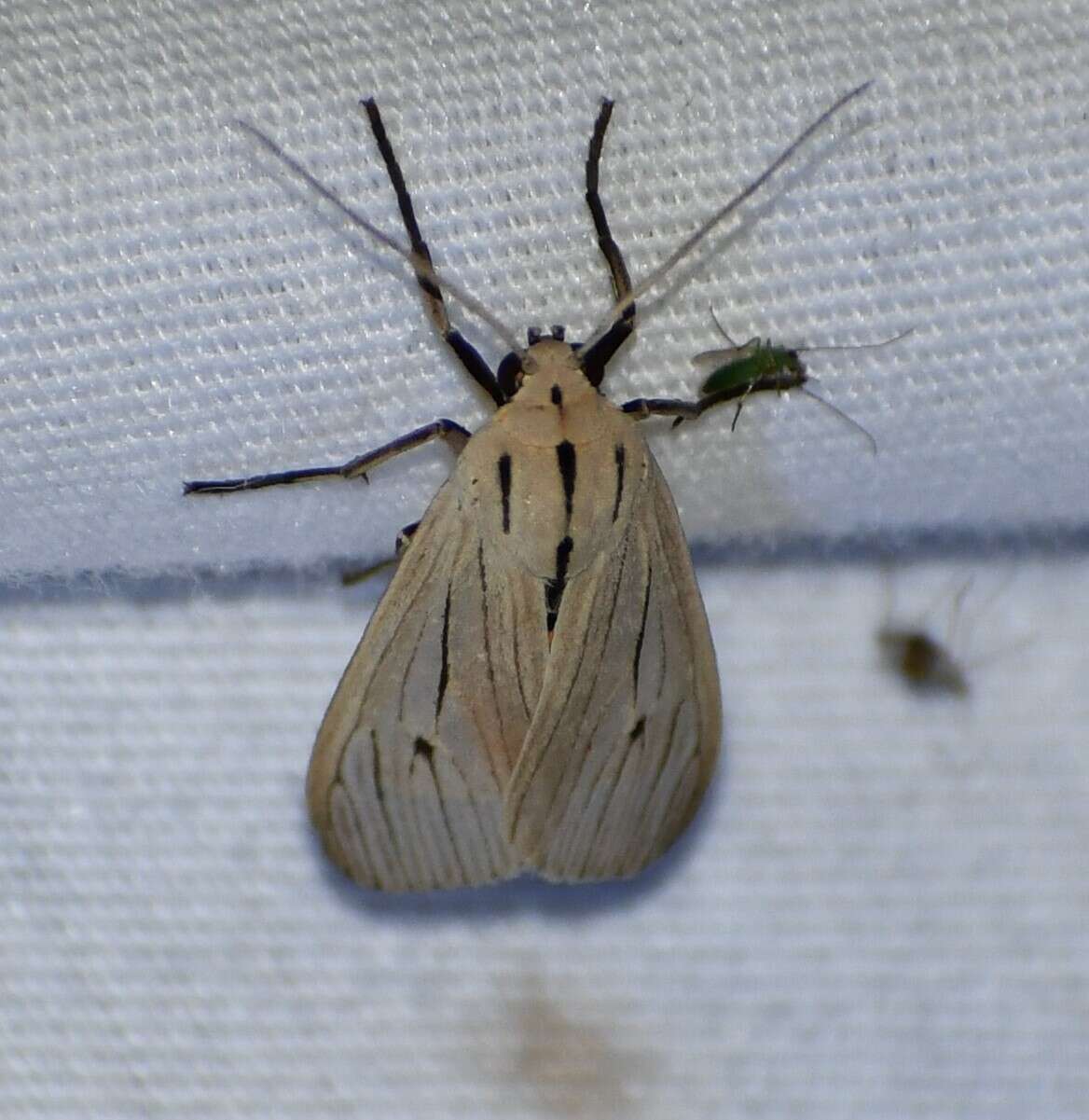 Image of Agaraea semivitrea Rothschild 1909