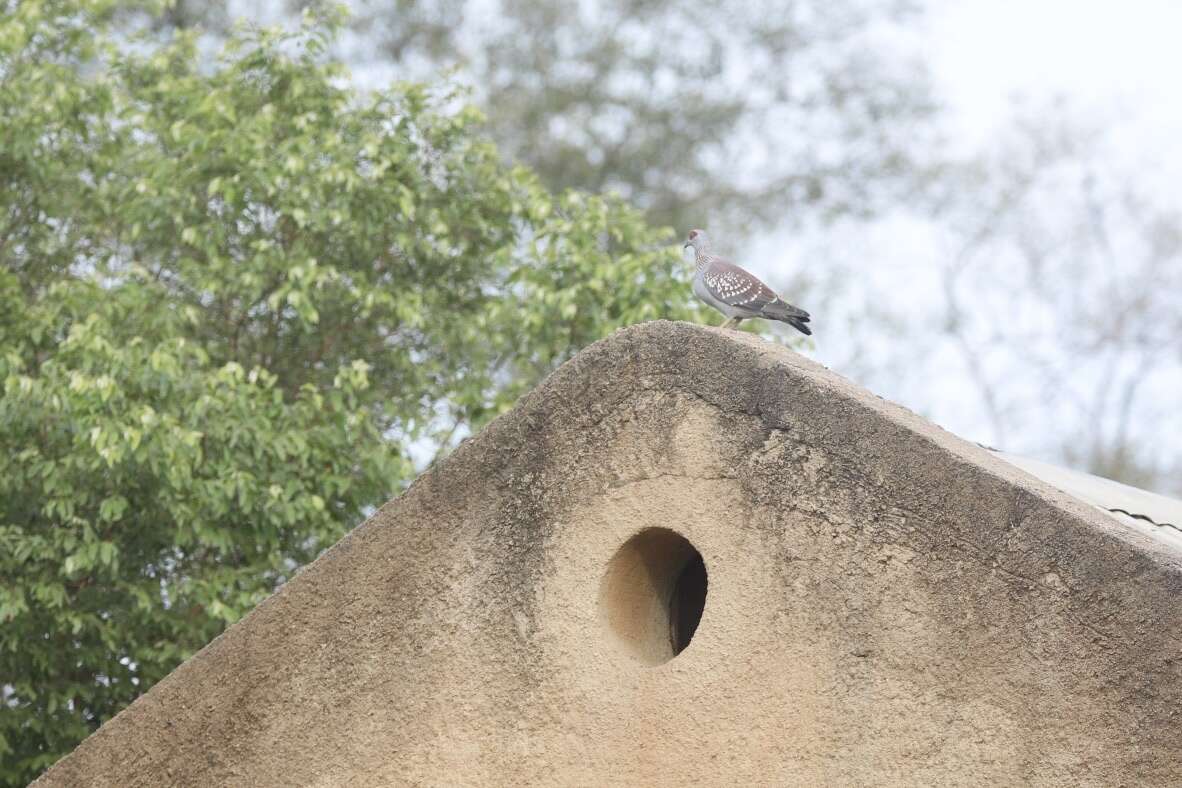 Image of Columba guinea guinea Linnaeus 1758