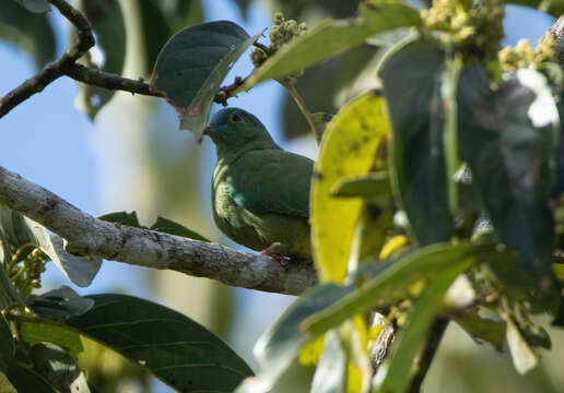 Image of Blue-capped Fruit Dove