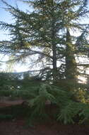 Image of Atlas Cedar